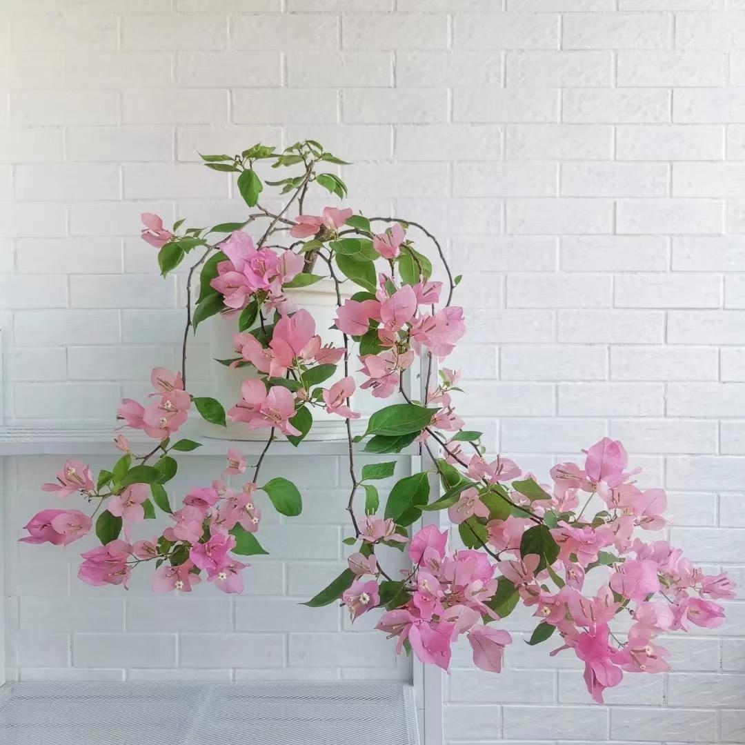 植觉花卉（三角梅）