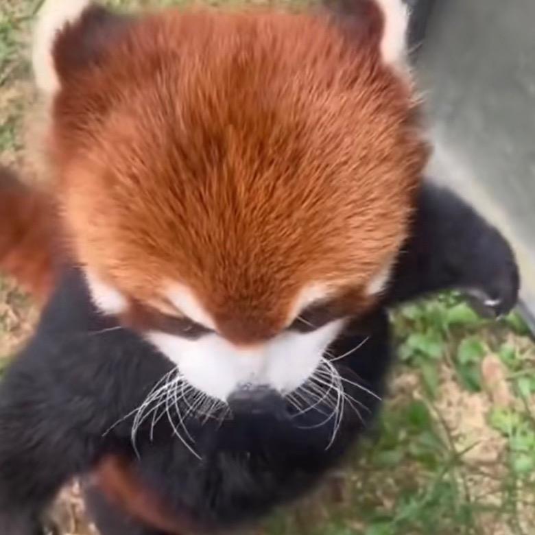 小能猫沅
