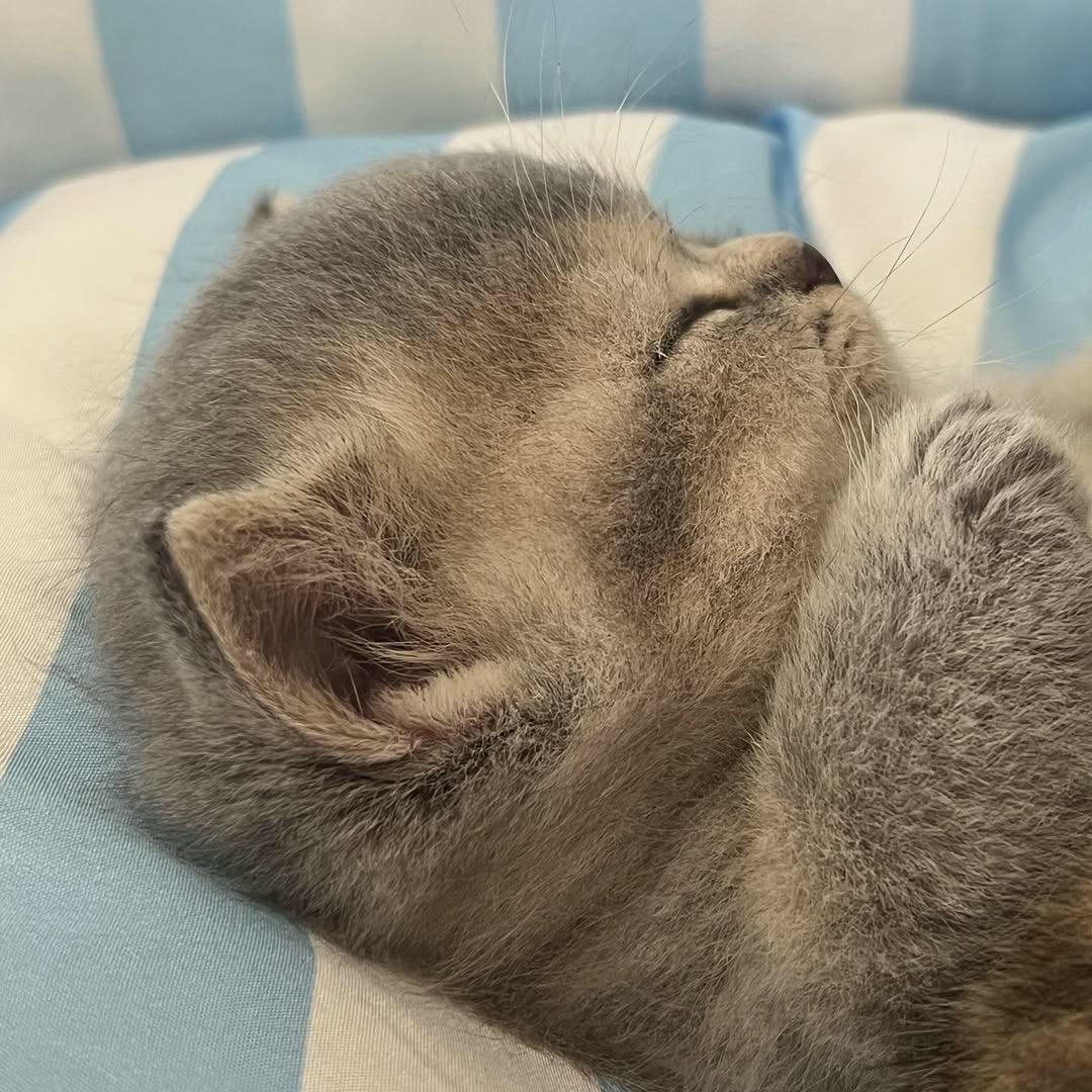 冷脸萌来我怀里