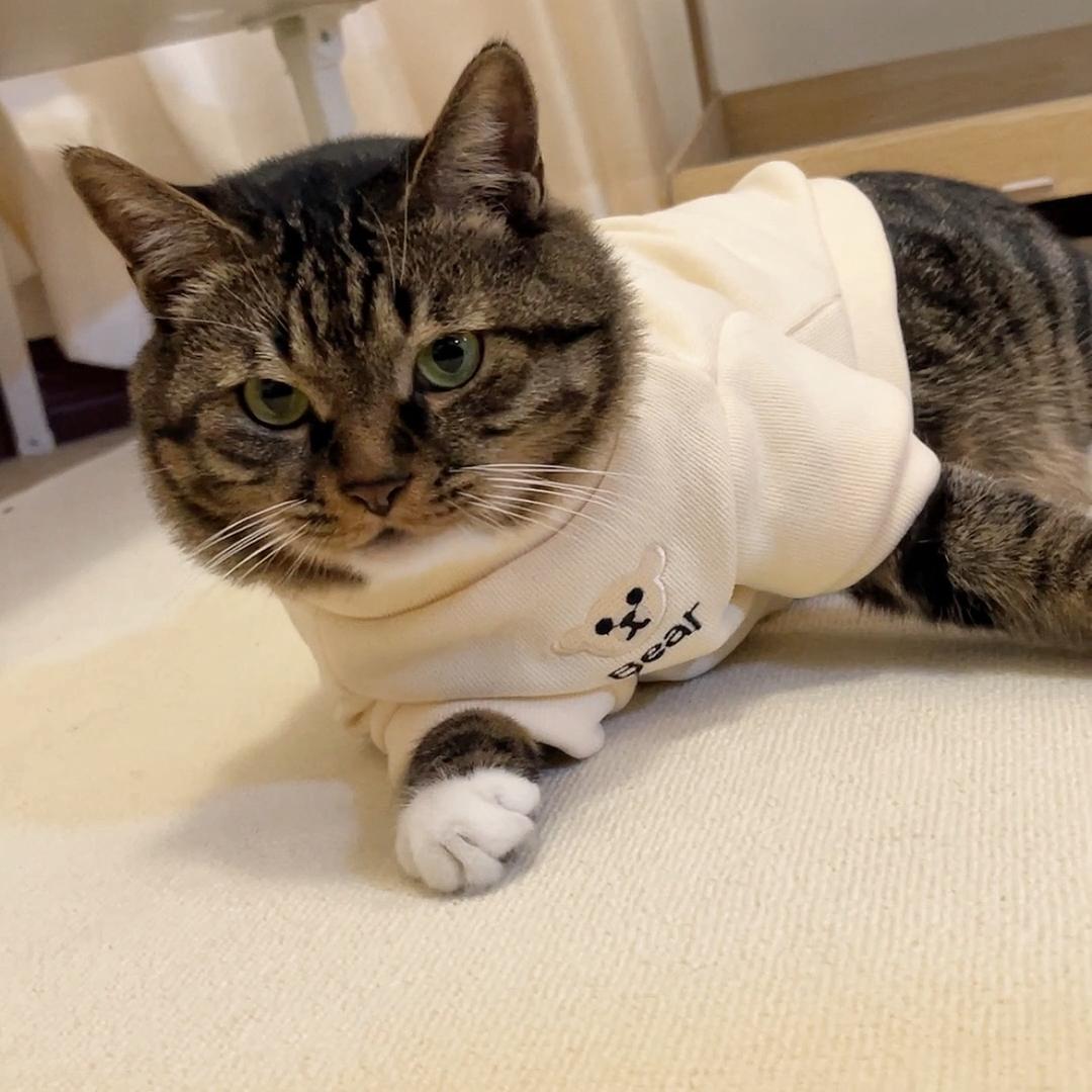 猫爸麻团