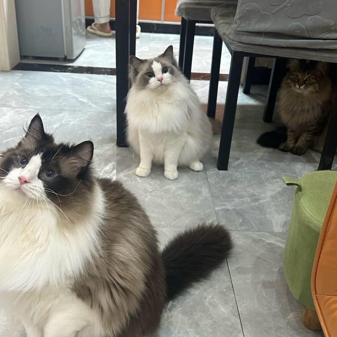 白雪公主的小后妈