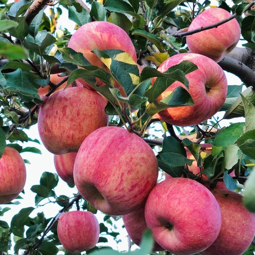 寺河农优