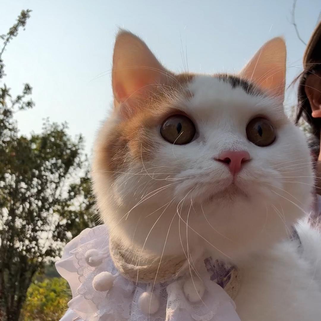三花貂蝉