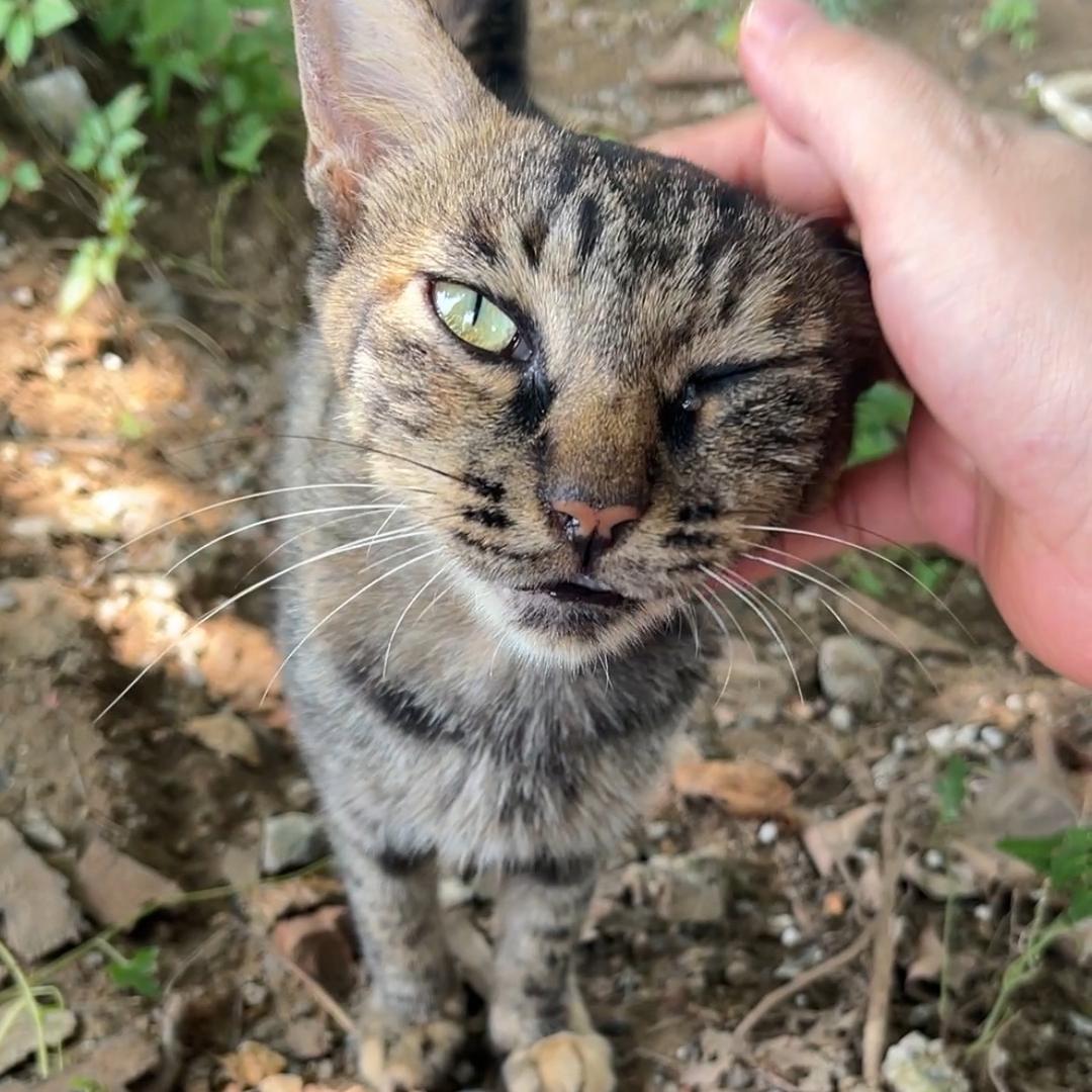 阮太太的好多猫