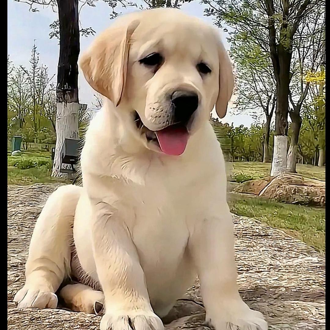 金马犬舍专业繁殖拉布拉多