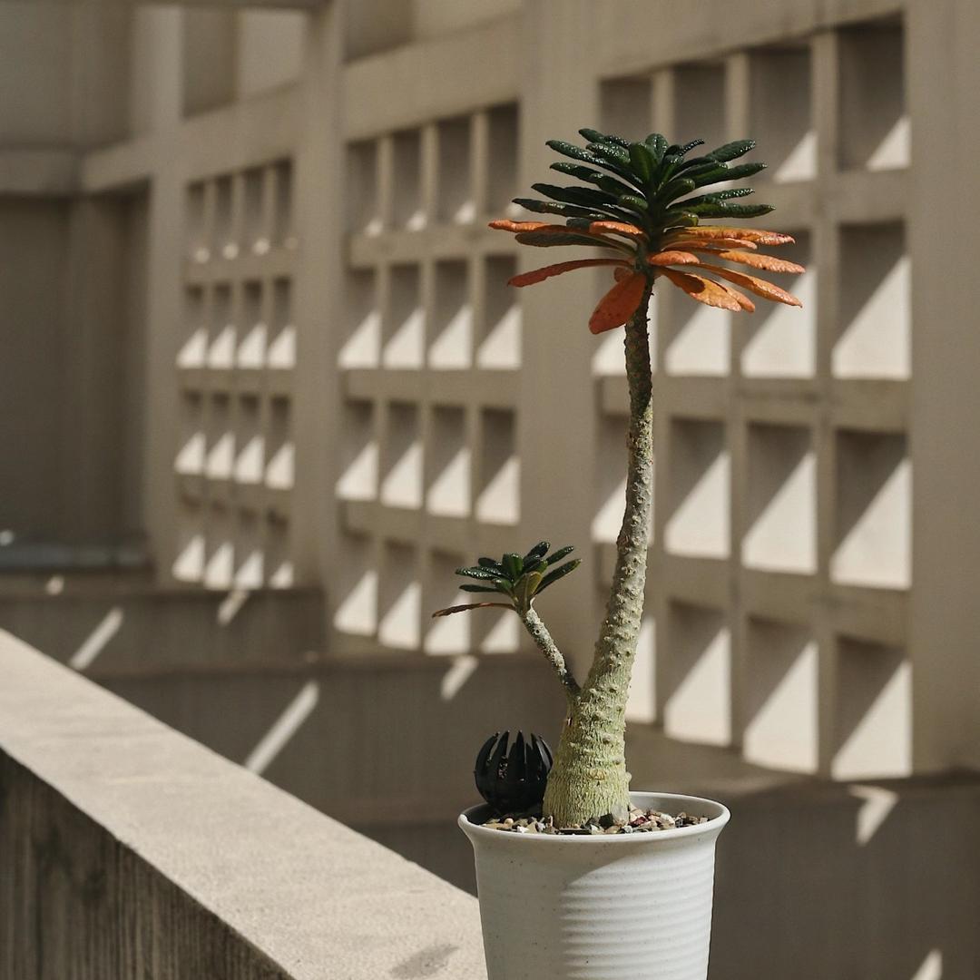森霖植物园