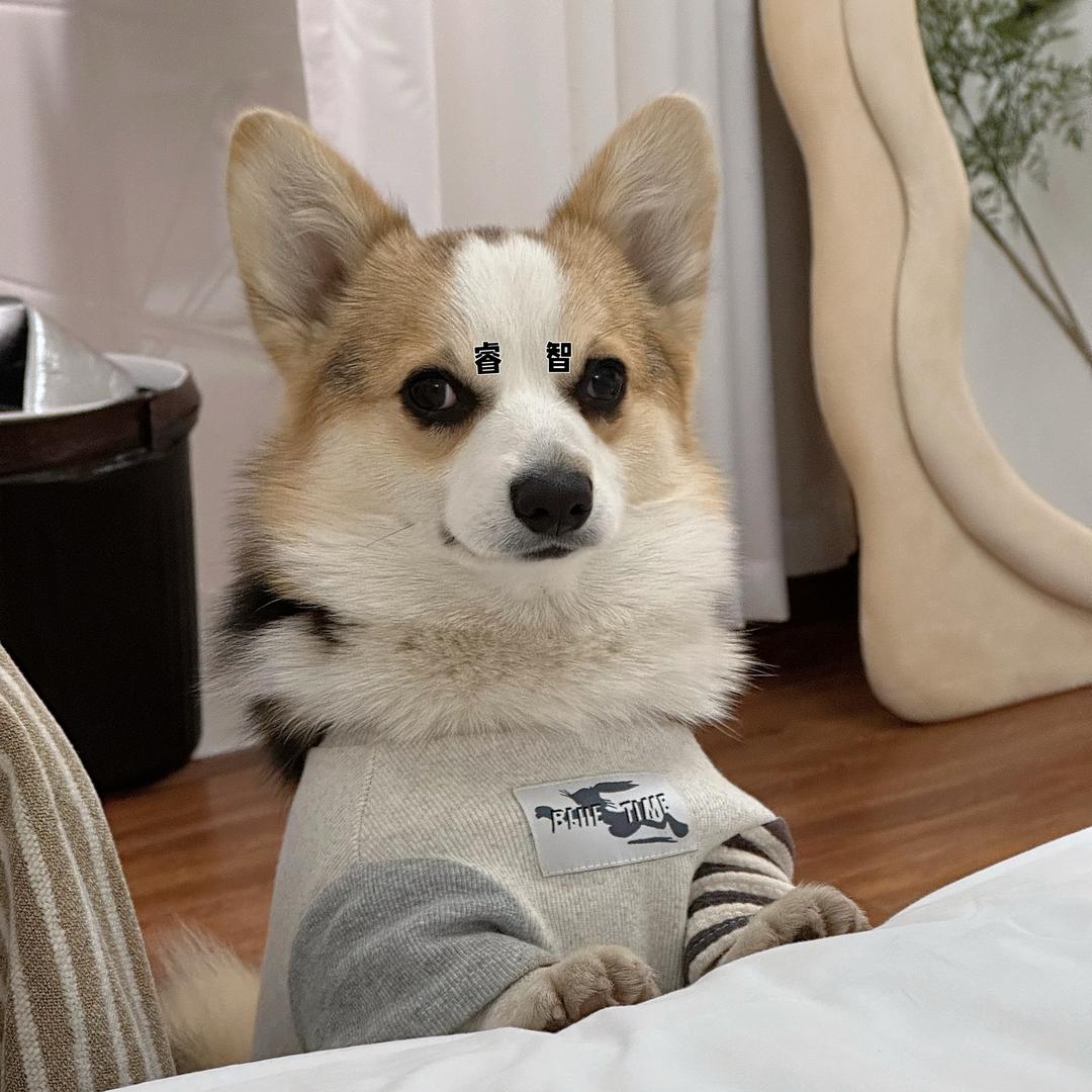 柯基三小只