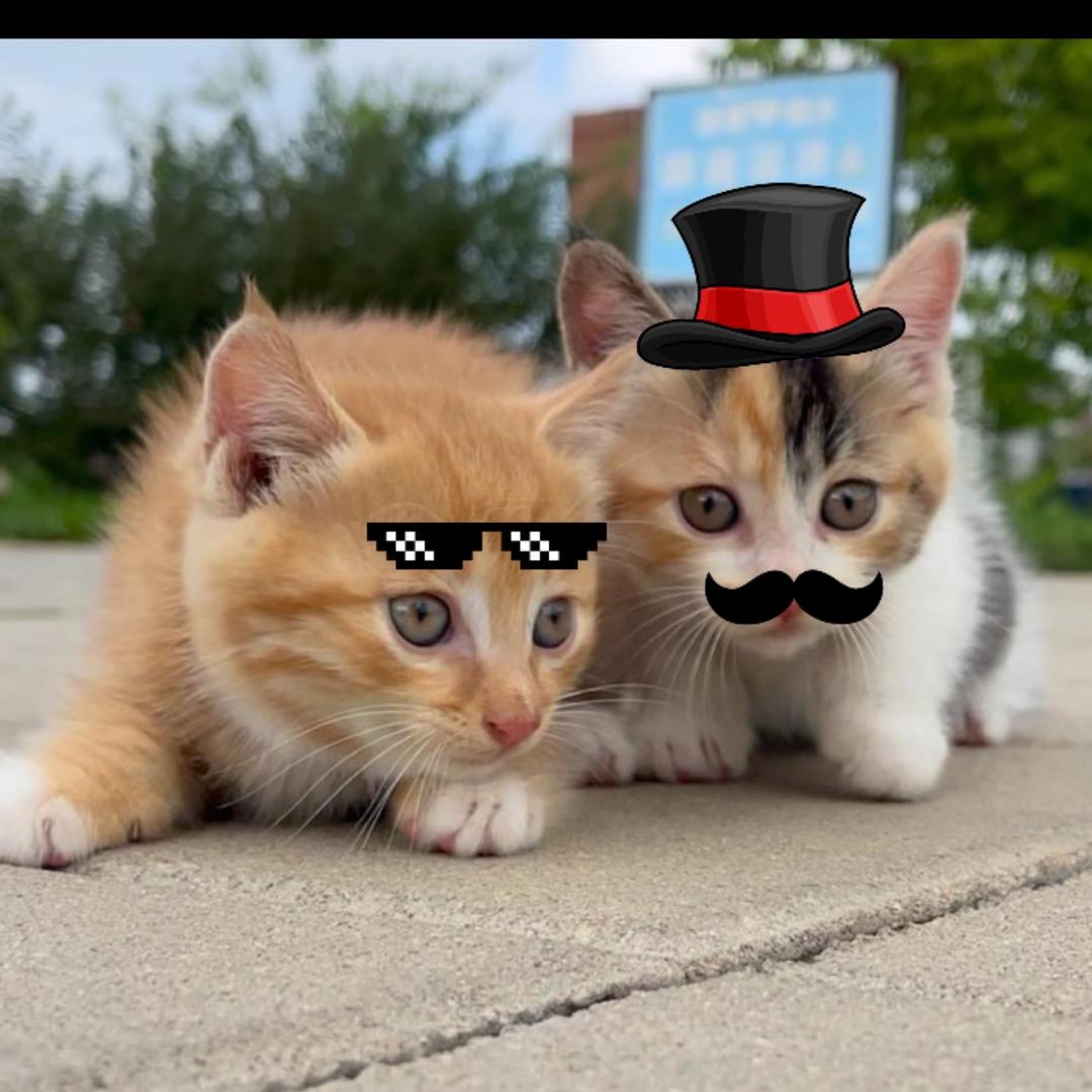 遆笑尘（小猫猫）