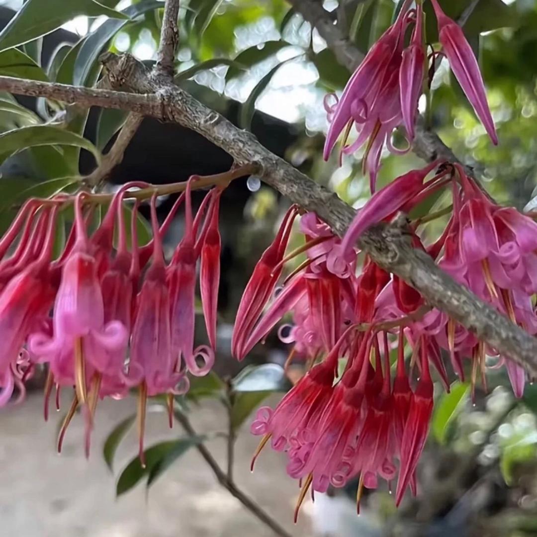 汐娅花卉