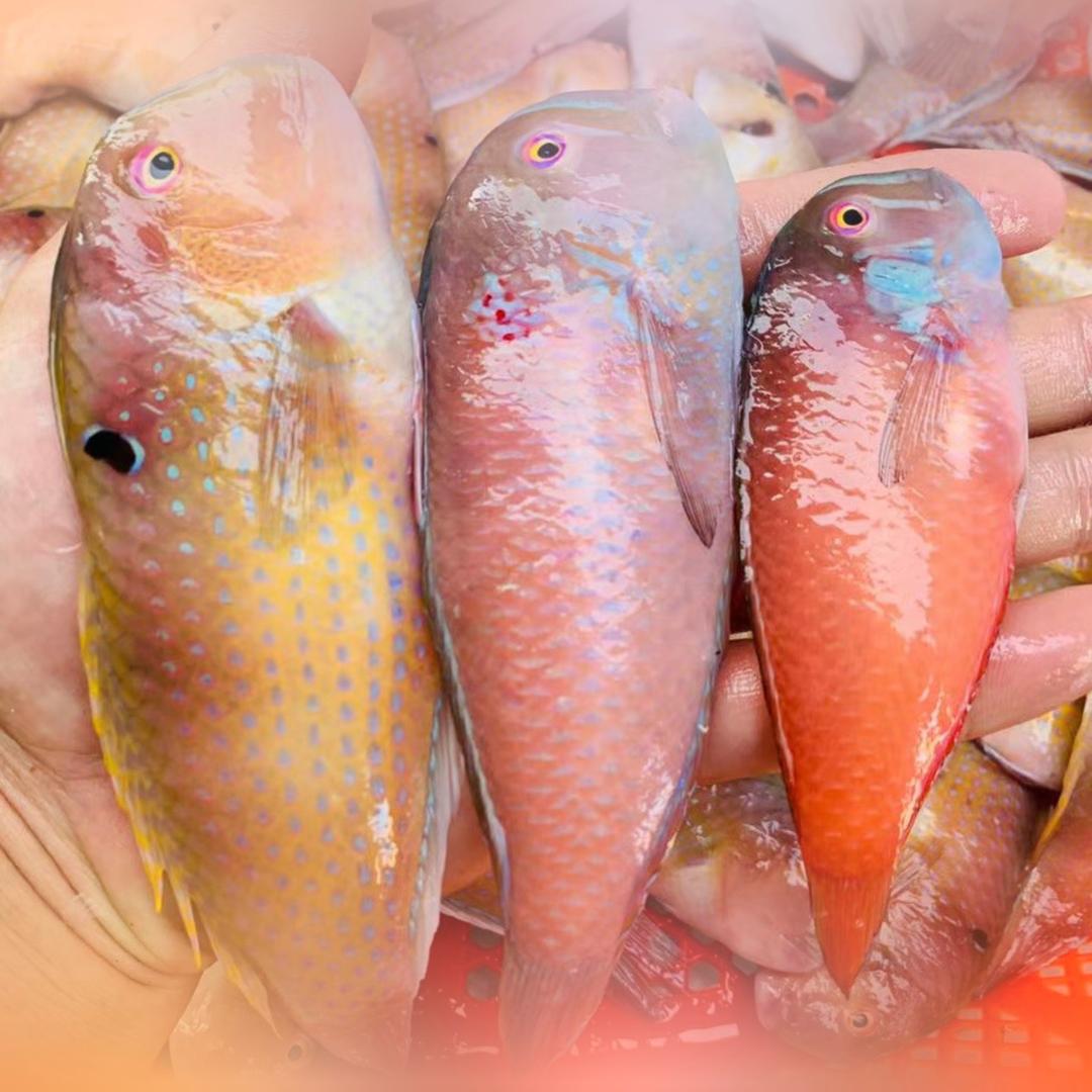 惠来本港海鲜汇