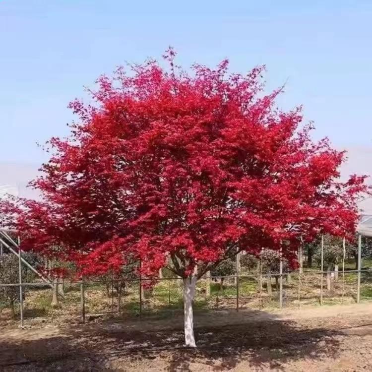 博之耀果树苗木旗舰店