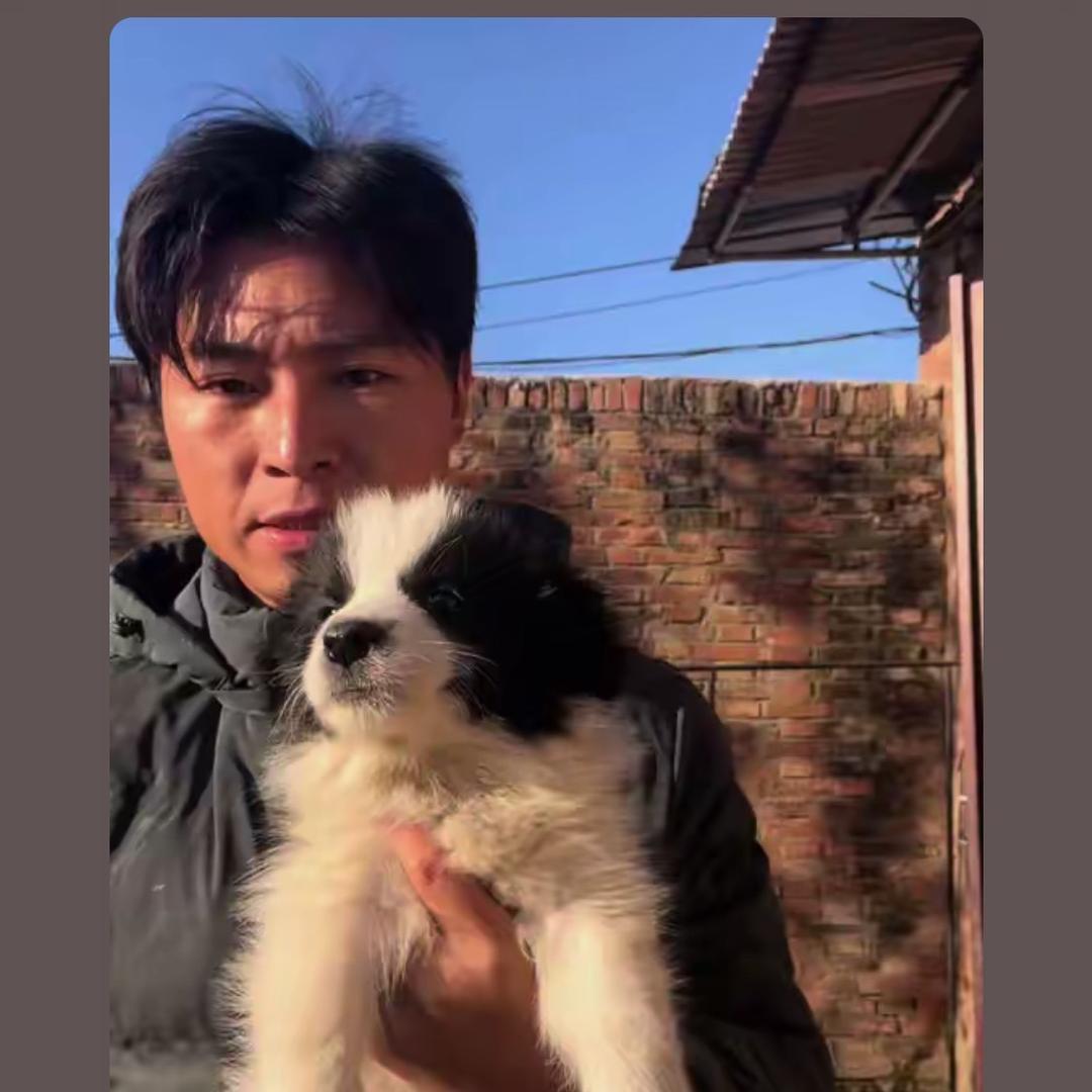 泡泡🫧土松边牧