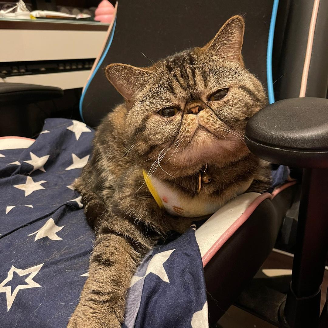 小藍🐾
