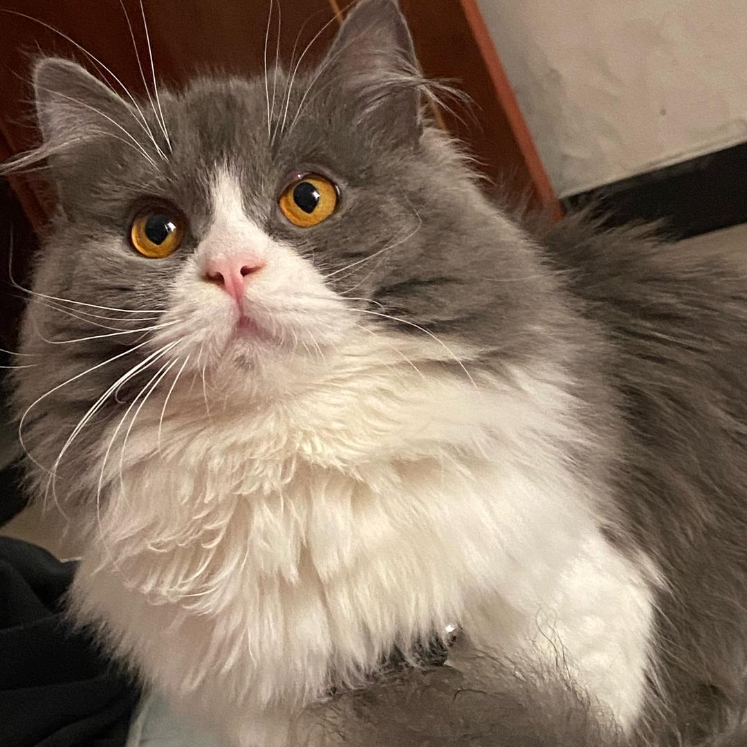 淡然猫舍