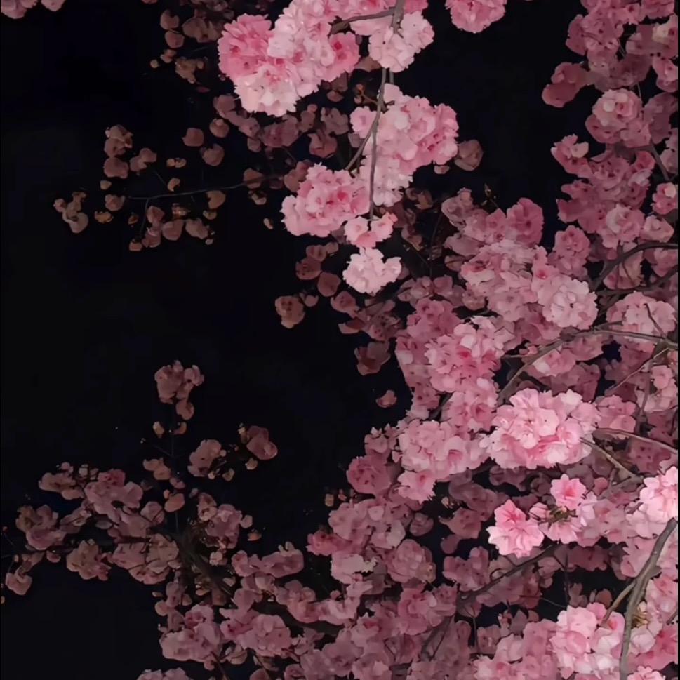 大裤衩子