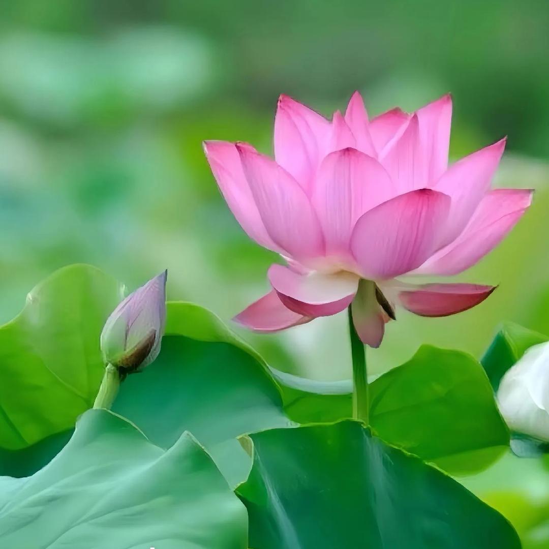 许我无忧