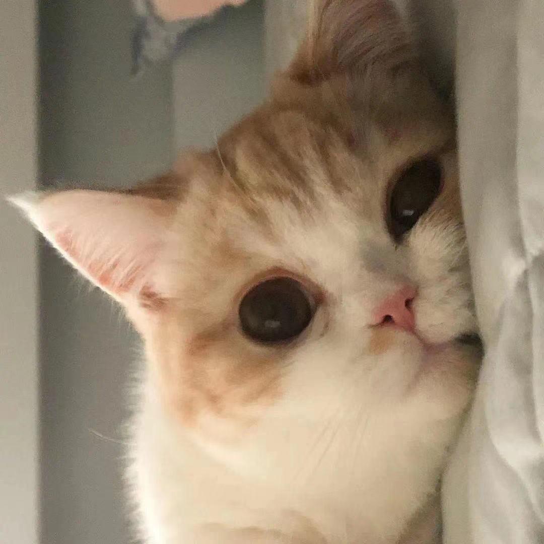 爱谁谁💤