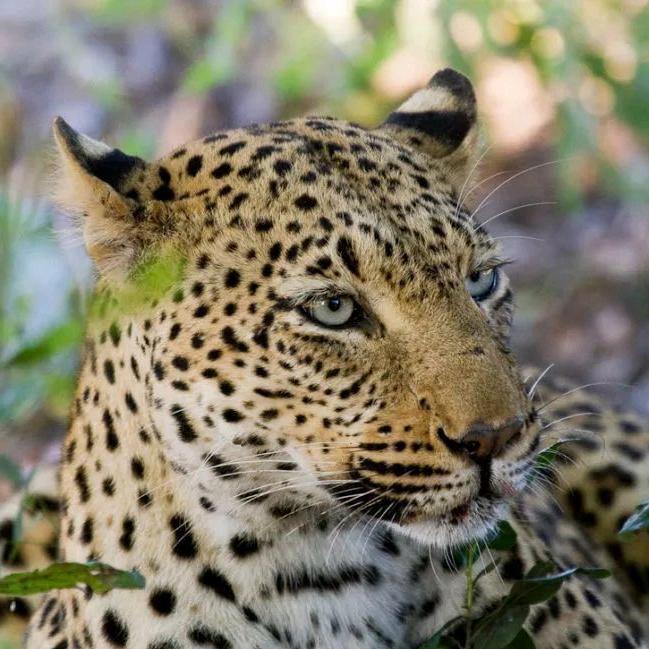 🇨🇳舟舟@斯里兰卡🇱🇰