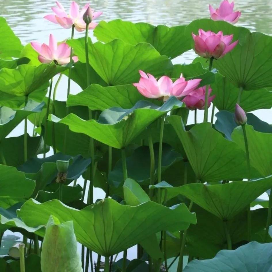 飨錵莲