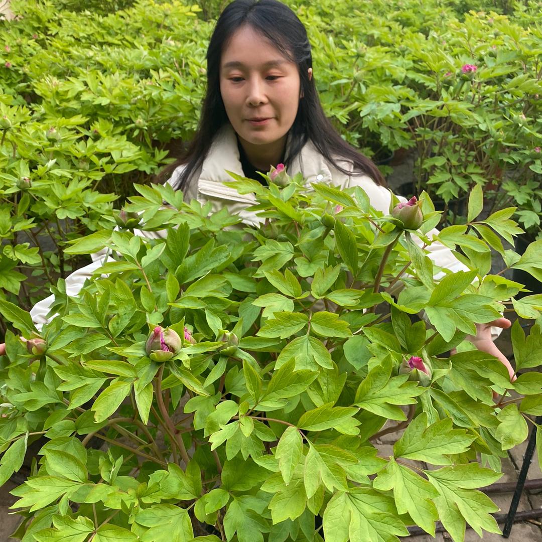 洛阳小鹿牡丹