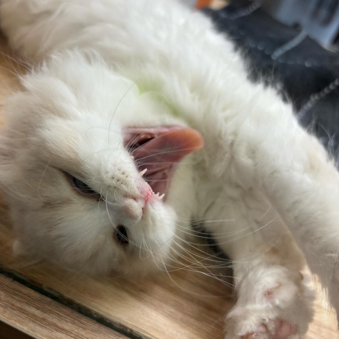 小狗
