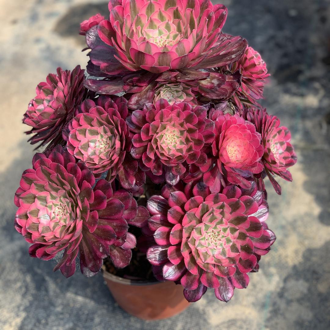 配烁花艺坊
