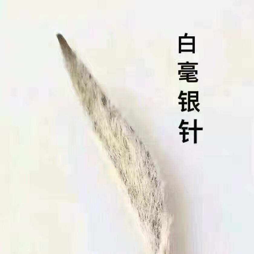 中老期福鼎白茶