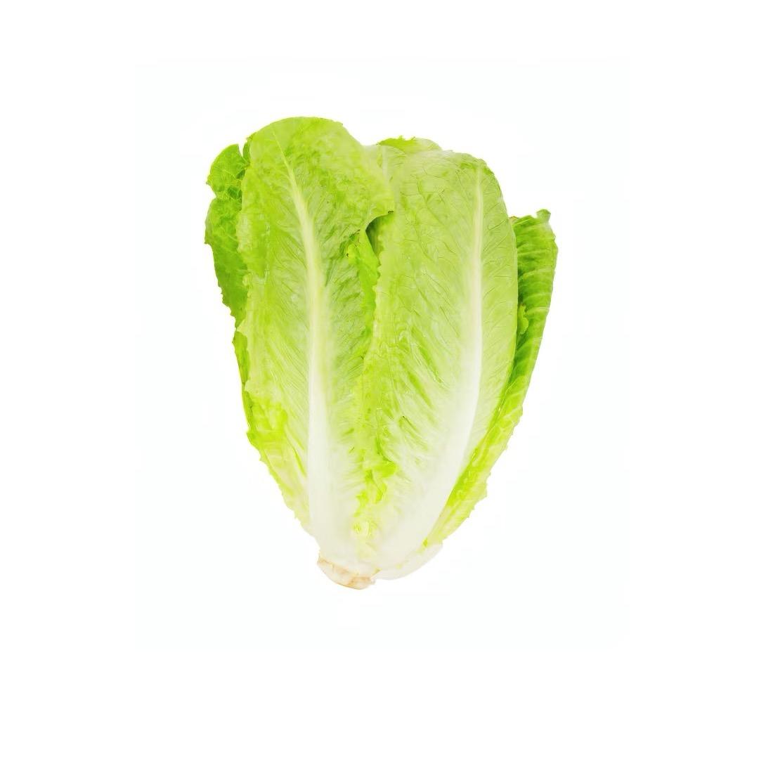 一颗白菜🥬