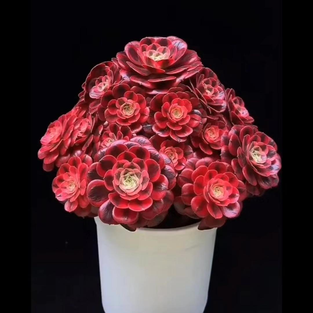 竹锦花卉种植园