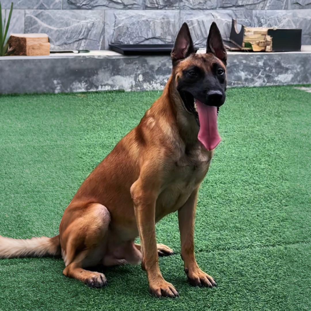 豹er爸的训犬日记