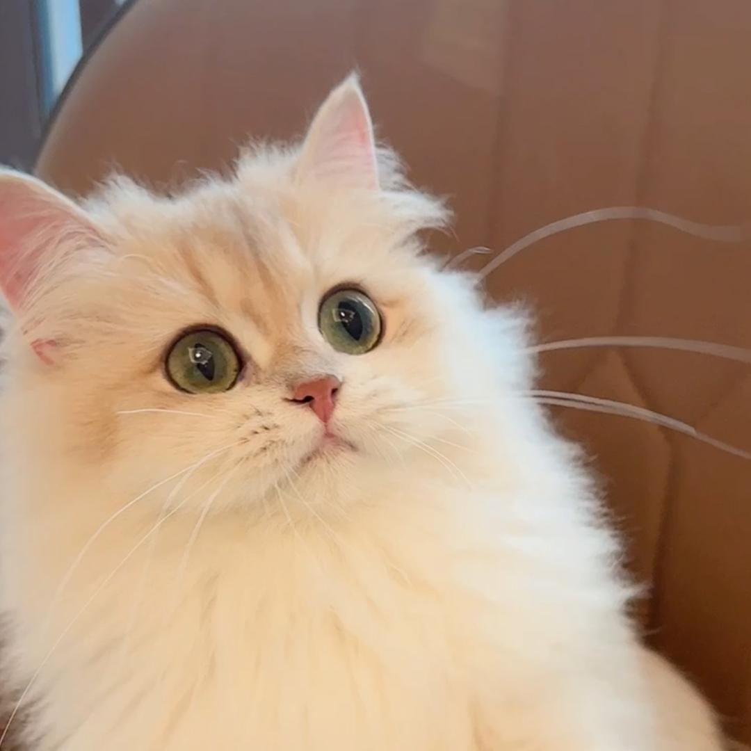 安妮家的猫猫🐱