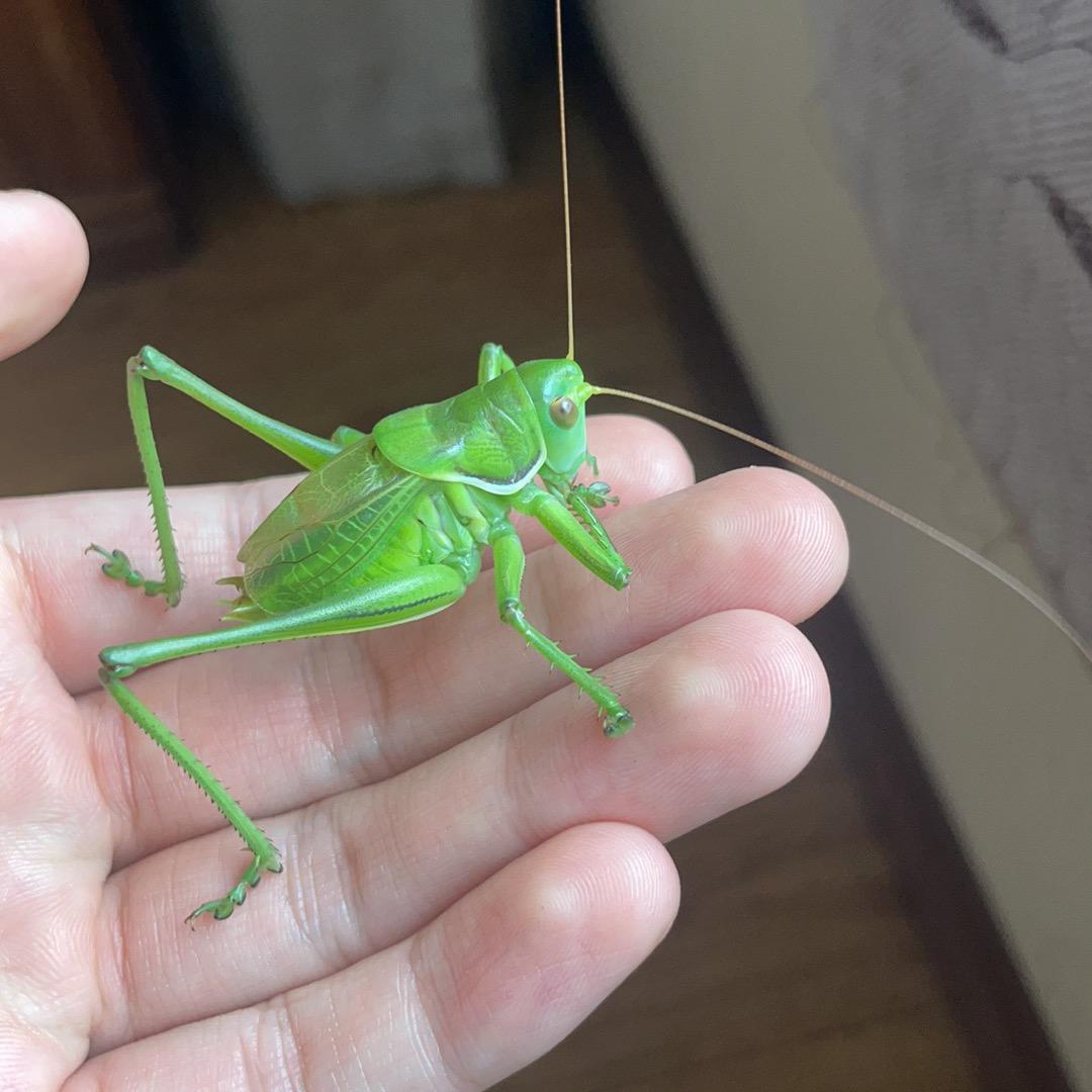 鸣虫文化传播者小杨