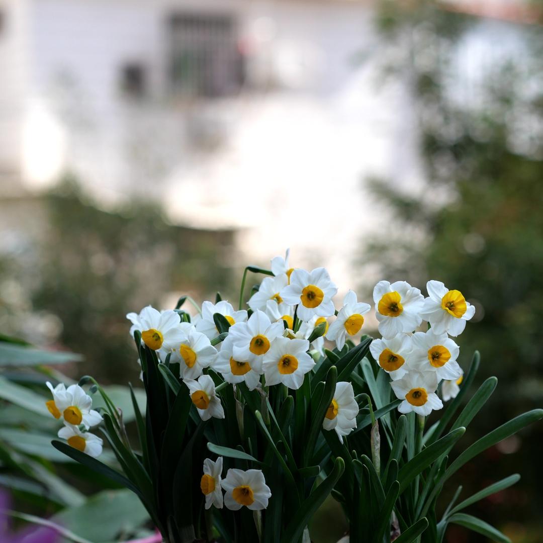 肉园园艺旗舰店