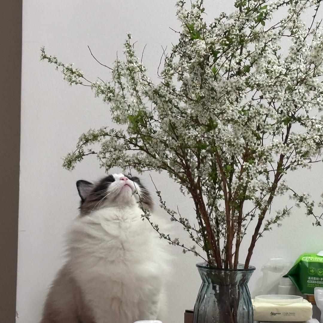 神经蘑菇