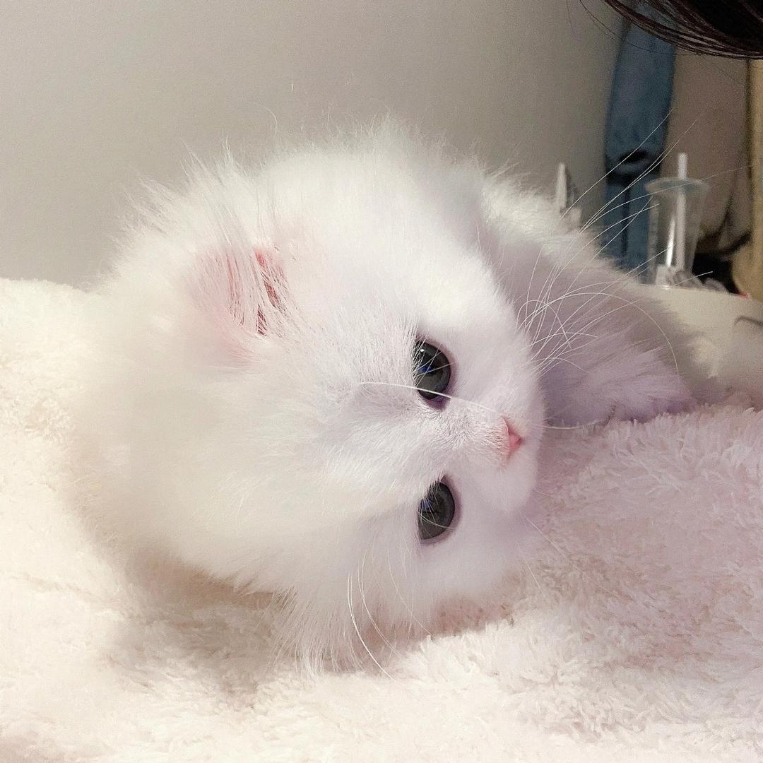 susu