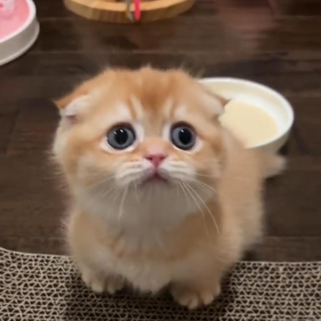 又又有猫
