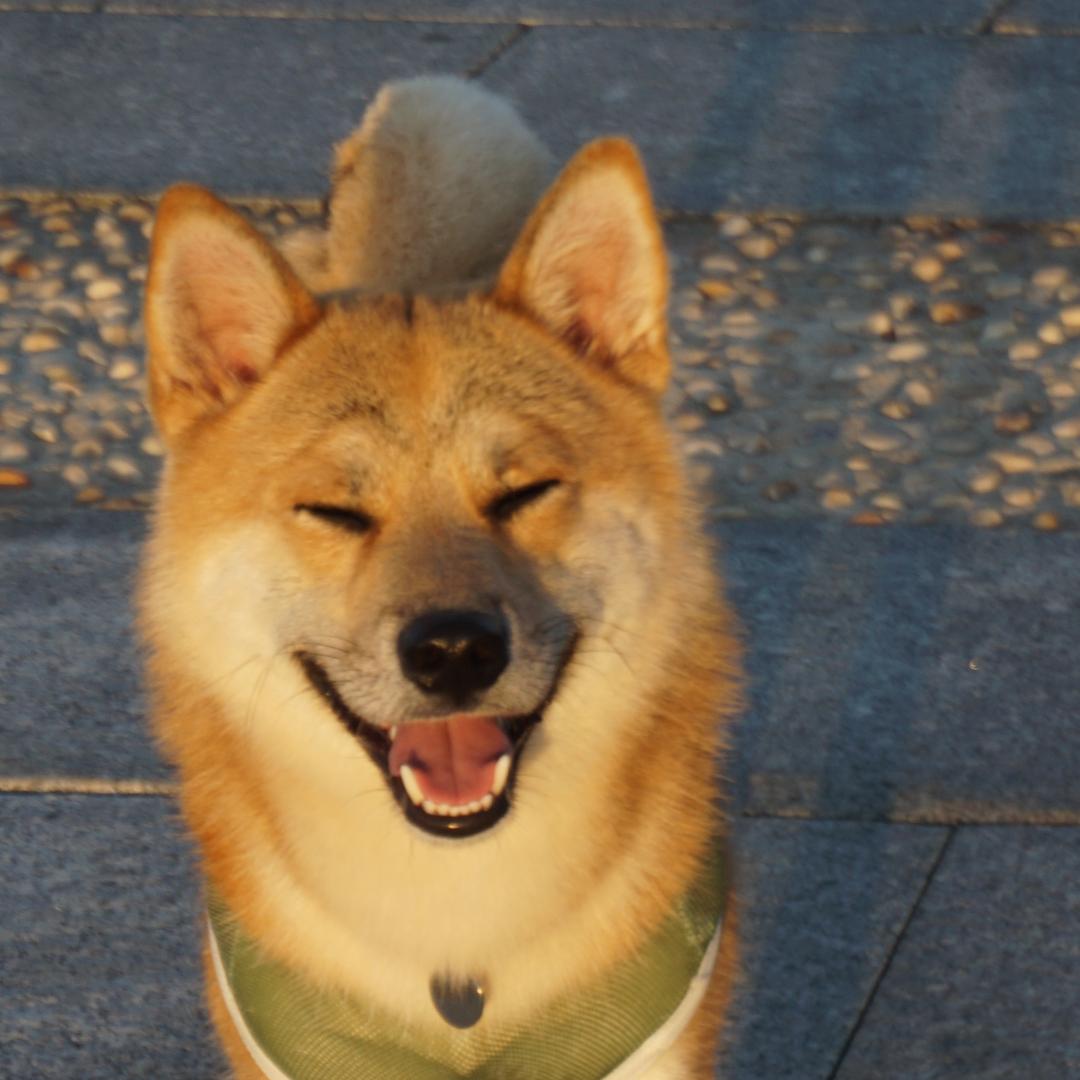 张百万