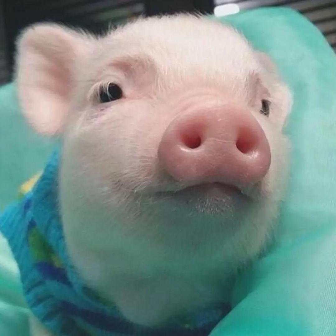 傻猪
