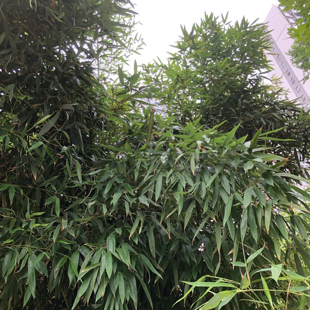 善缘堂