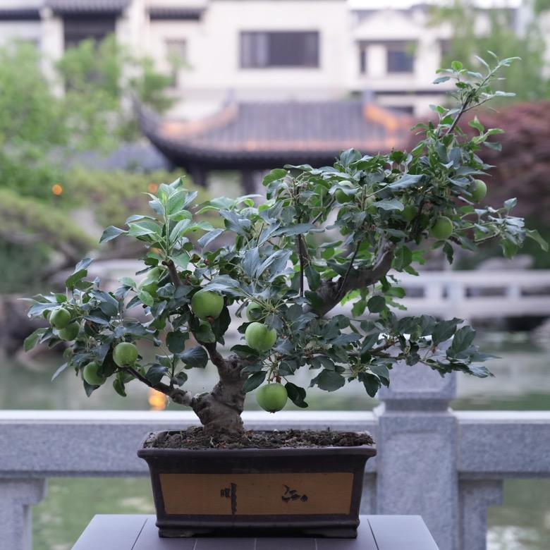 卓正神农果树盆景基地