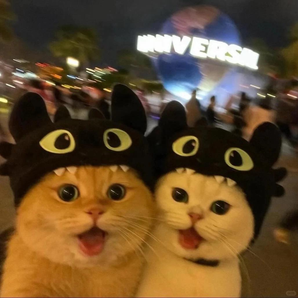 🐱🐱