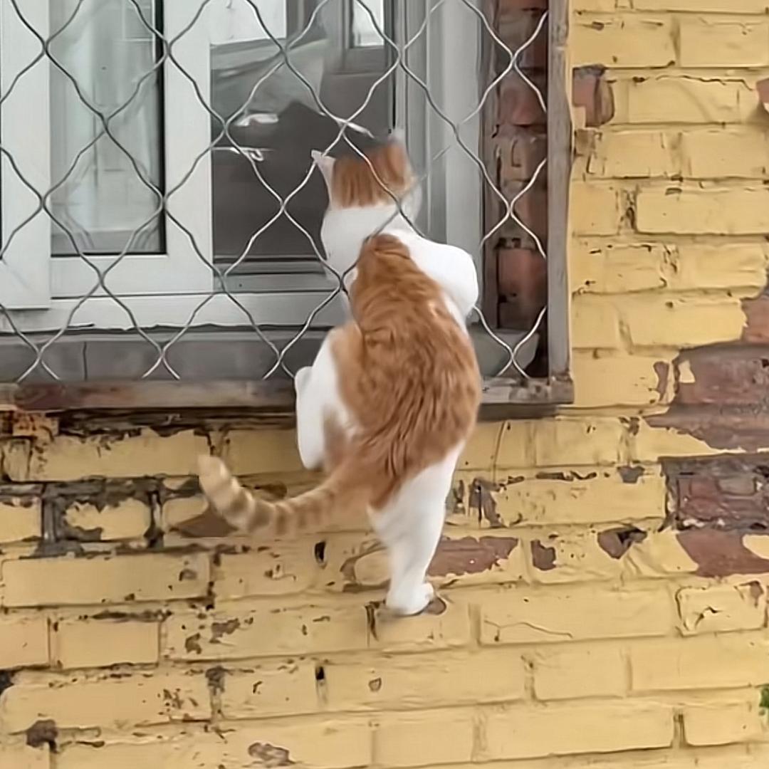甜心超人！！