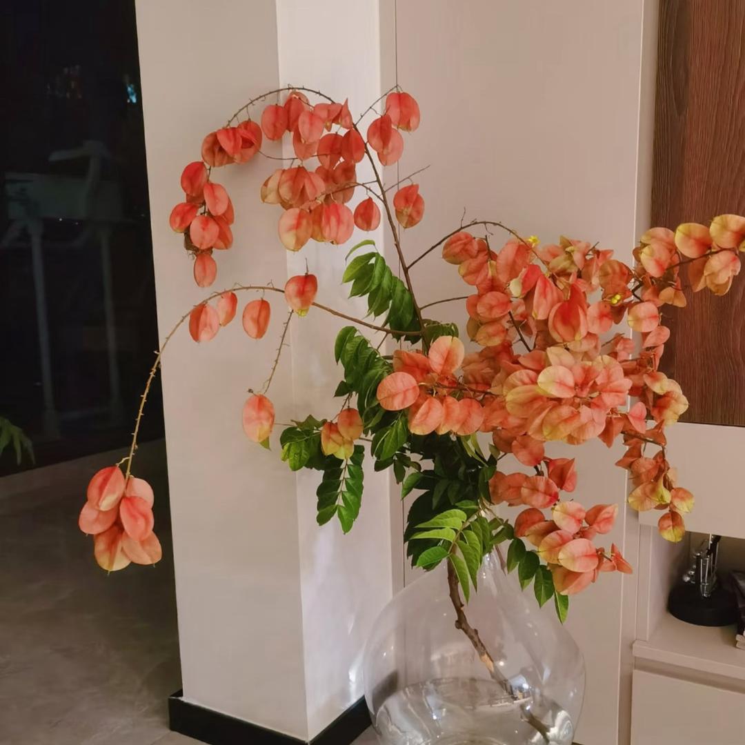 花间词令