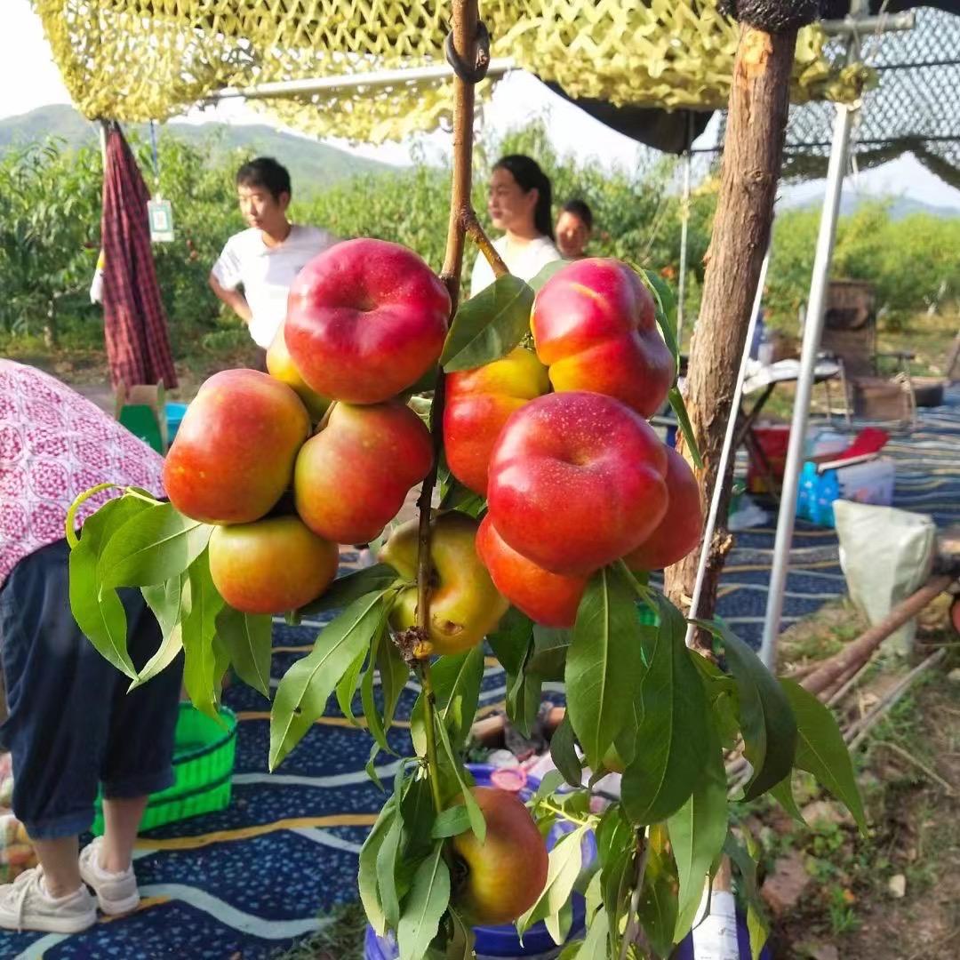 根聚地盆景园艺