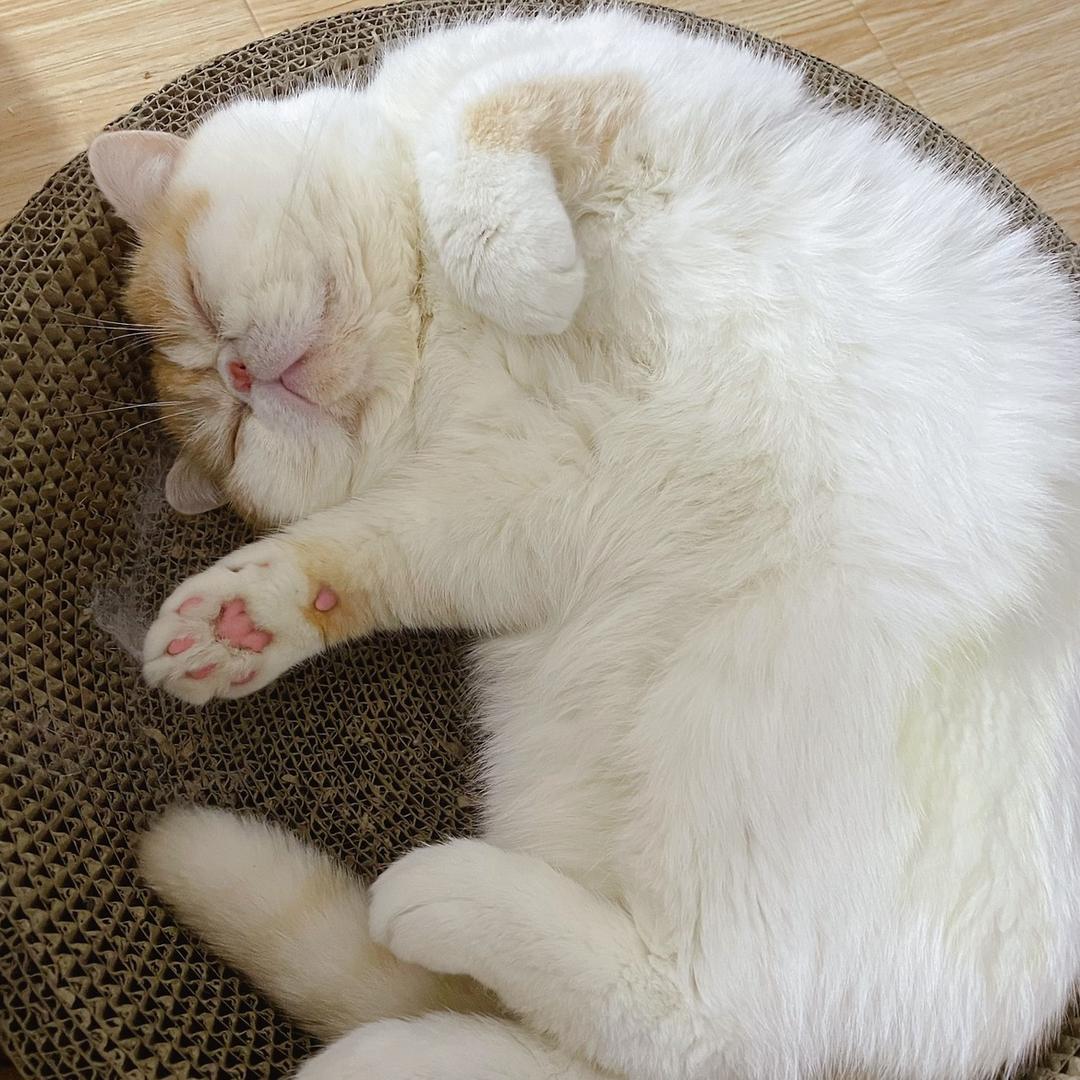 慢慢是个小馋猫