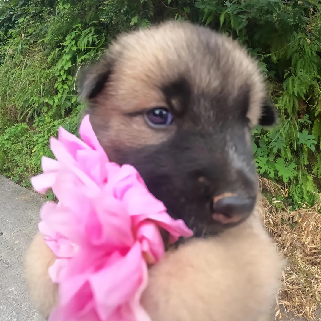 爱吃脑花 烤大蒜