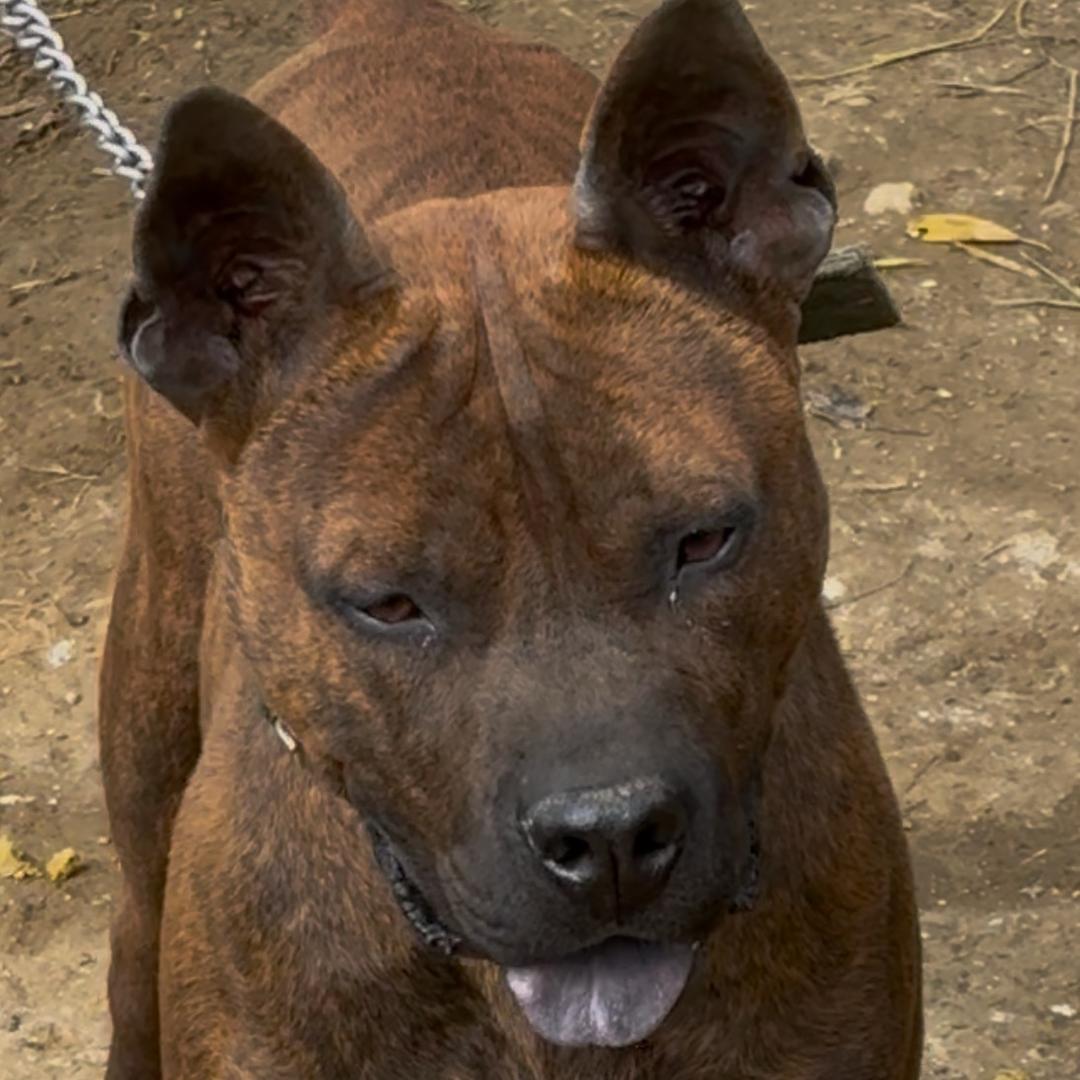 新化阿雄（收卖土特）