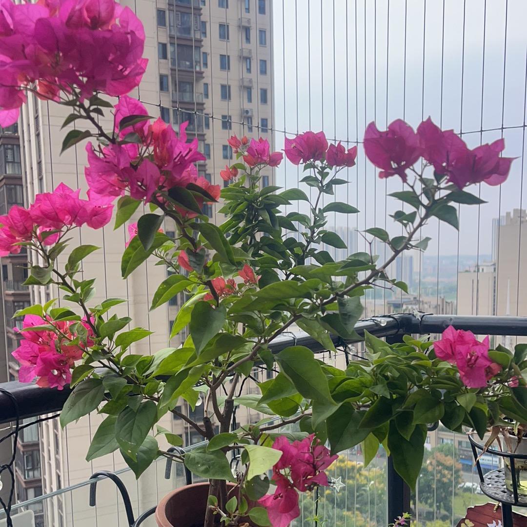 慧姐爱养花