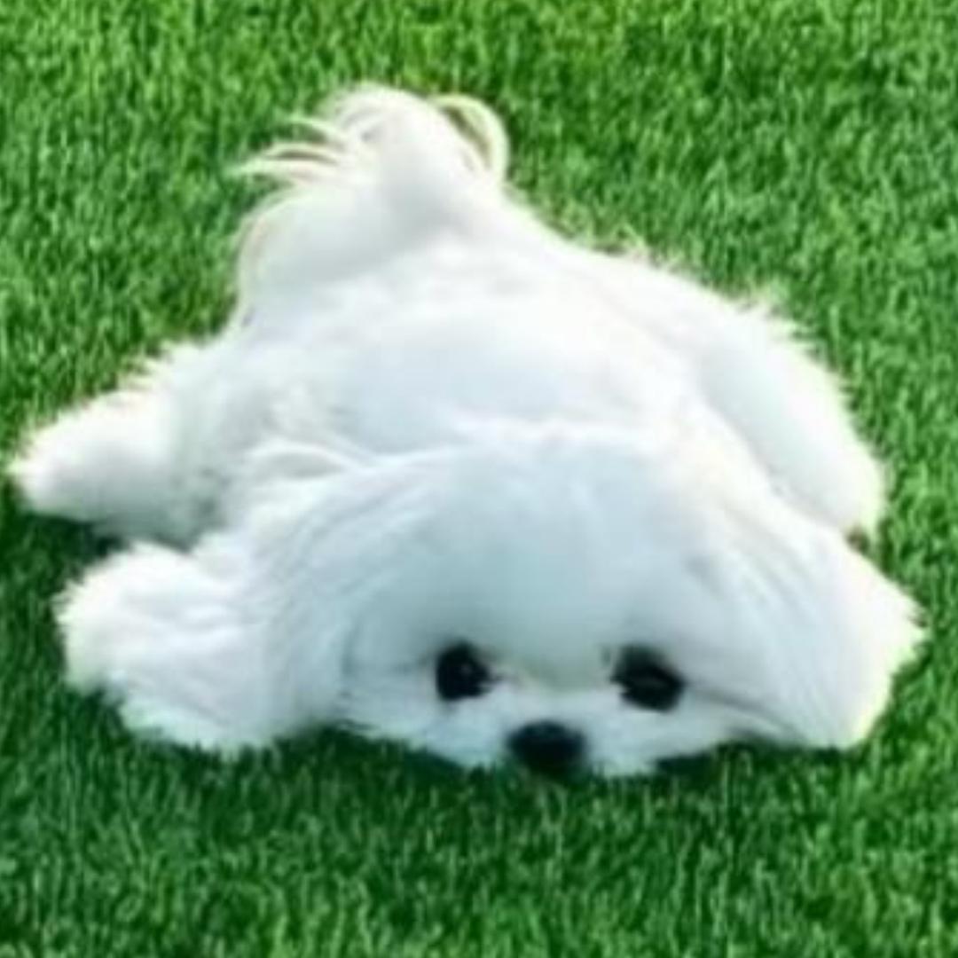小狮崽🦁🐹