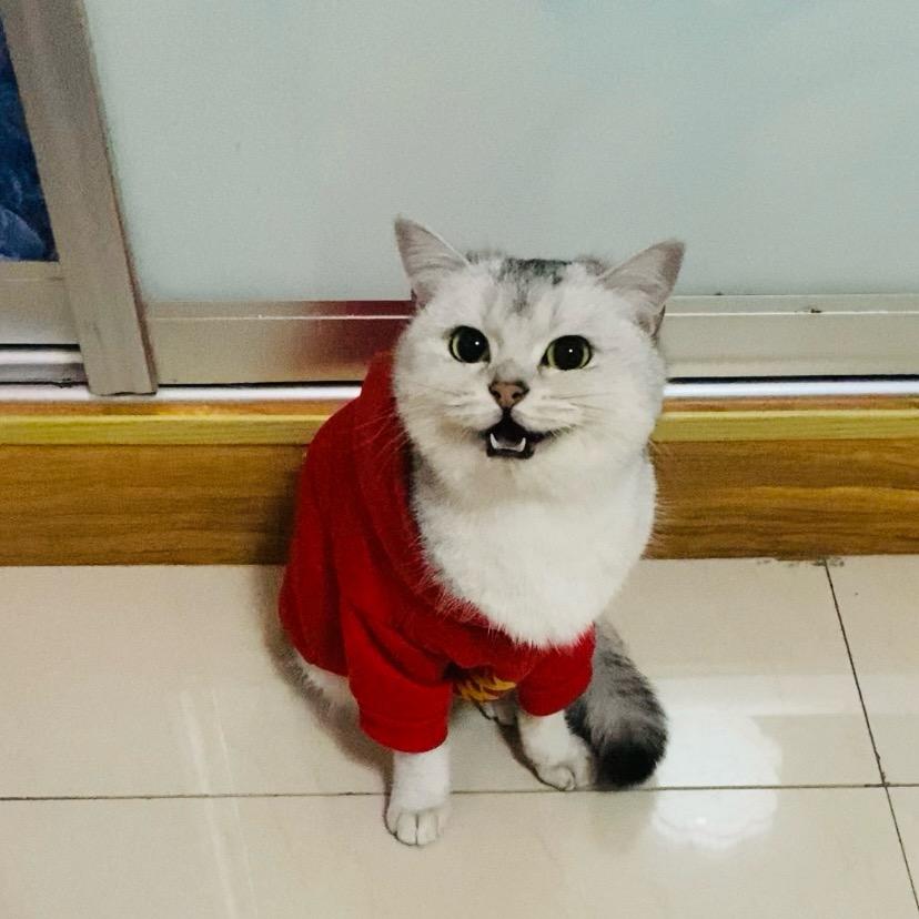 家里有只猫